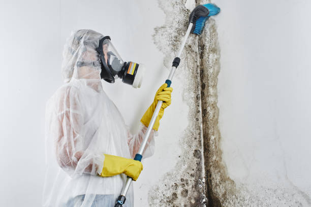 Best Professional Mold Removal  in Arthurdale, WV