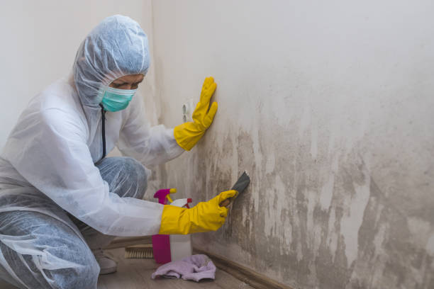 Best Local Mold Removal Service  in Arthurdale, WV