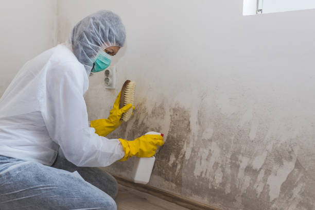 Best Mold Damage Repair  in Arthurdale, WV