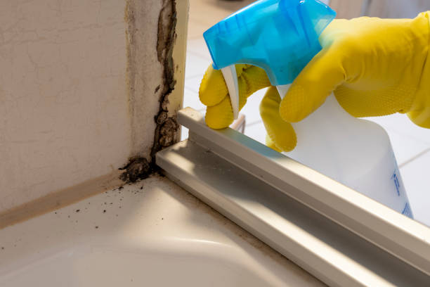 Best Emergency Mold Removal  in Arthurdale, WV