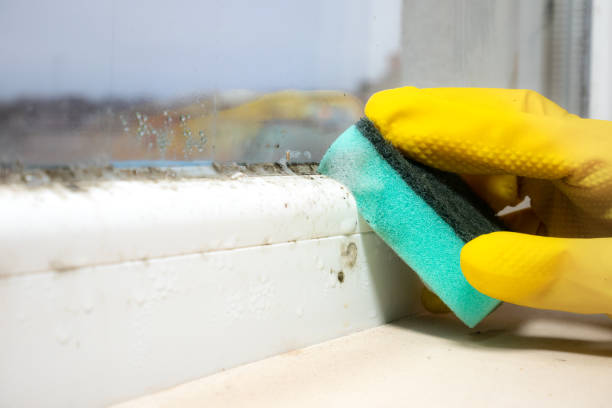 Best Black Mold Removal  in Arthurdale, WV