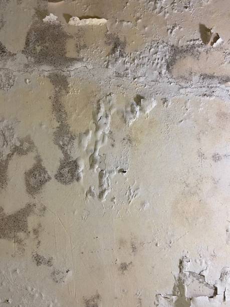 Best Mold Remediation Services  in Arthurdale, WV
