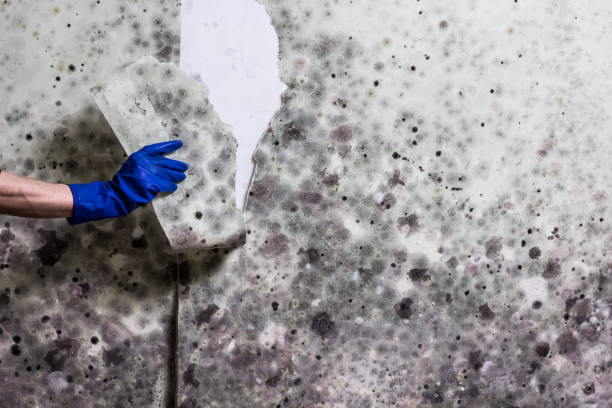 Best Residential Mold Removal  in Arthurdale, WV