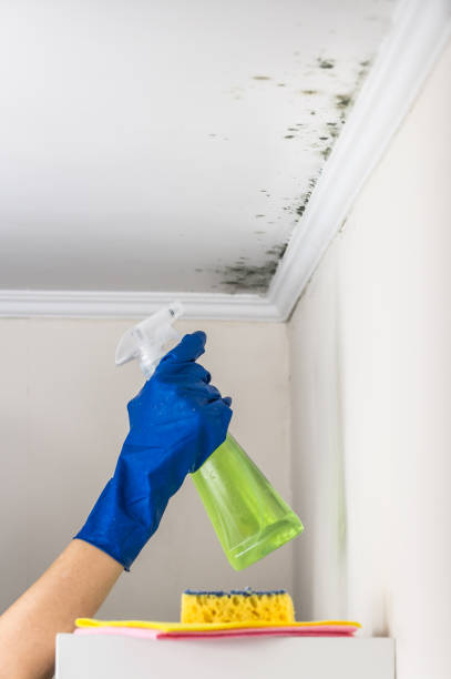 Best Fast Mold Removal  in Arthurdale, WV